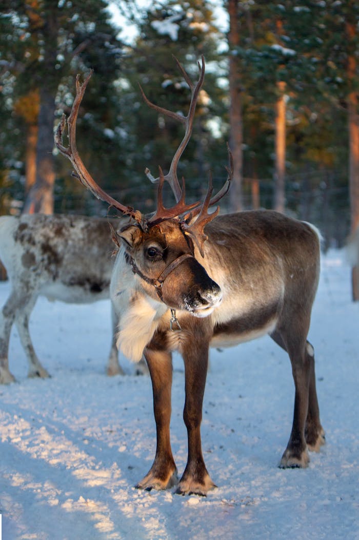 A reindeer with antlers stands gracefully in a snowy forest during winter.
