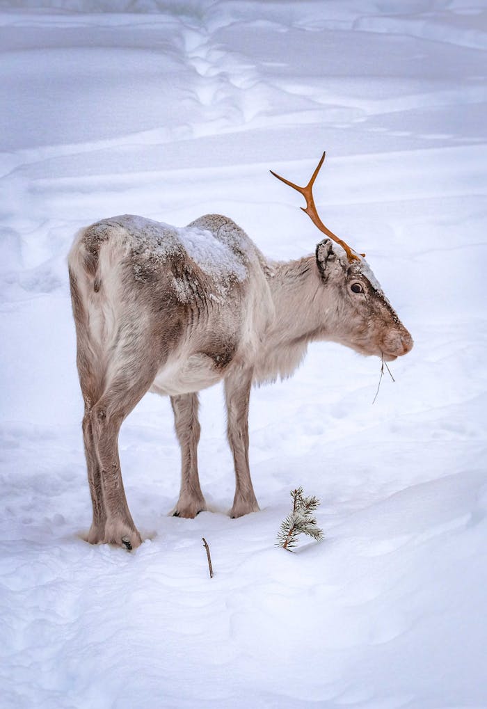 A reindeer stands in a snow-covered scene in Inari, Finland, showcasing its antlers and winter coat.