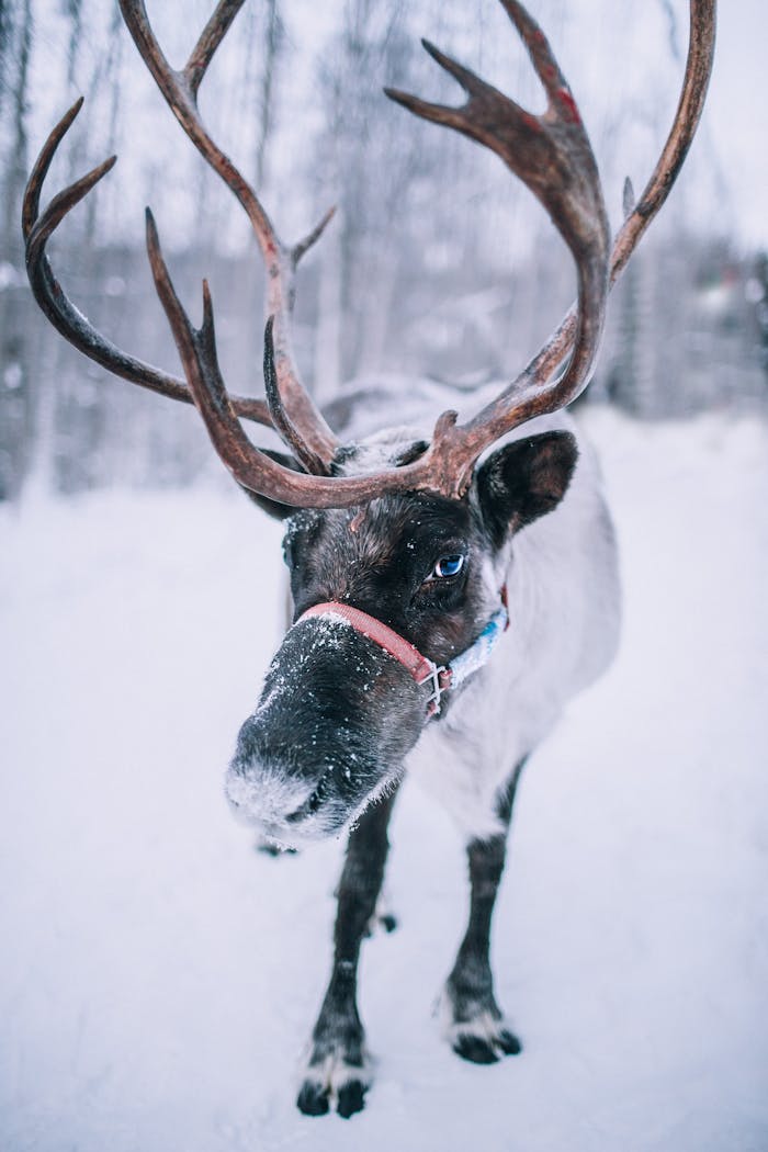 Close-up of a reindeer with antlers standing in a snowy forest in Alaska.