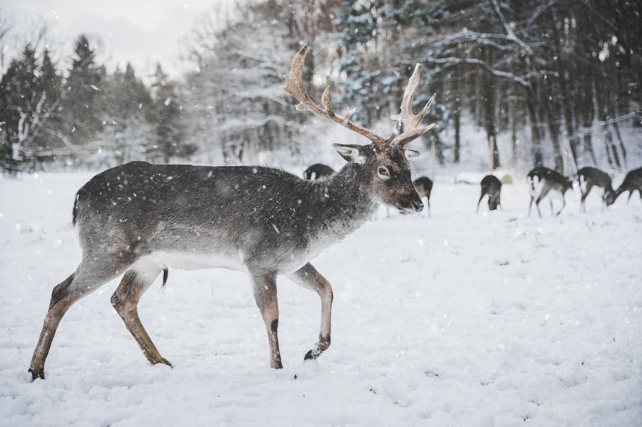 A stunning reindeer walking in a snowy forest in Bonn, Germany, capturing winter wildlife beauty.